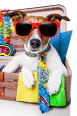 DogLuxuryProfits rr Dog Luxury Accessories Profits