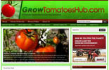GrowingTomatoesBlog p Growing Tomatoes Blog 